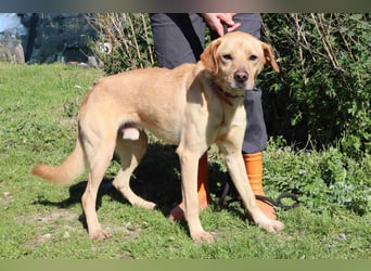 Ein wunderschöner Labrador ♦️ JUNGHUND KAMILO ♦️