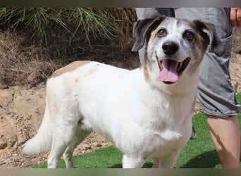 Zuhause gesucht für die lieben Hündinnen: BLANCHE ❤️ NIKA - Cantinho da Milu
