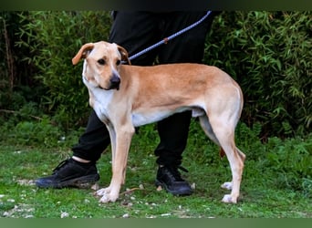 ♦️Labbi ERIK♦️ Zuhause oder Pflegestelle gesucht !