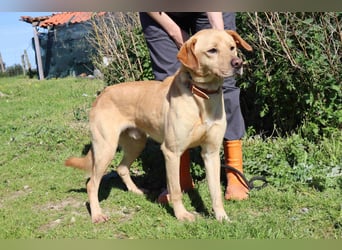 Ein wunderschöner Labrador ♦️ JUNGHUND KAMILO ♦️