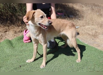 Zuhause gesucht für die lieben Rüden *MILES + COLIN* - Cantinho da Milu
