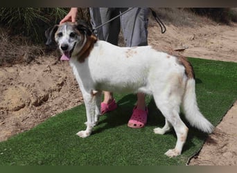 Zuhause gesucht für die lieben Hündinnen: BLANCHE ❤️ NIKA - Cantinho da Milu