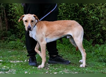 ♦️Labbi ERIK♦️ Zuhause oder Pflegestelle gesucht !