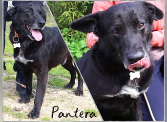 Typisch LABBI ♦️PANTERA♦️ in der Cantinho da Milu ⏳ 2/25