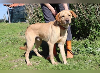 Ein wunderschöner Labrador ♦️ JUNGHUND KAMILO ♦️