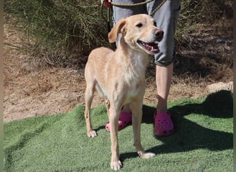 Zuhause gesucht für die lieben Rüden *MILES + COLIN* - Cantinho da Milu