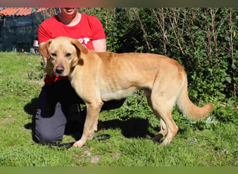 Ein wunderschöner Labrador ♦️ JUNGHUND KAMILO ♦️