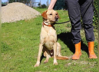 Ein wunderschöner Labrador ♦️ JUNGHUND KAMILO ♦️
