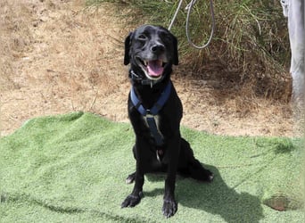 Zuhause gesucht für ▪️Pantera ▪️ Bobo ▪️- Cantinho da Milu