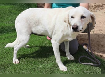 Zuhause gesucht für die lieben Hündinnen: BLANCHE ❤️ NIKA - Cantinho da Milu