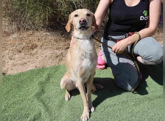 Zuhause gesucht für die lieben Rüden *MILES + COLIN* - Cantinho da Milu