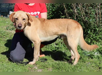 Ein wunderschöner Labrador ♦️ JUNGHUND KAMILO ♦️