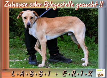 ♦️Labbi ERIK♦️ Zuhause oder Pflegestelle gesucht !