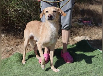 Zuhause gesucht für die lieben Rüden *MILES + COLIN* - Cantinho da Milu