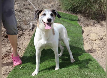 Zuhause gesucht für die lieben Hündinnen: BLANCHE ❤️ NIKA - Cantinho da Milu