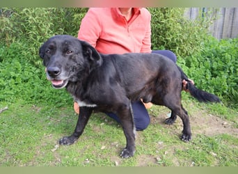 Typisch LABBI ♦️PANTERA♦️ in der Cantinho da Milu ⏳ 2/25