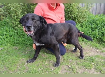 Typisch LABBI ♦️PANTERA♦️ in der Cantinho da Milu ⏳ 2/25