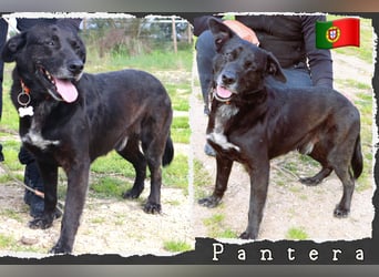 Typisch LABBI ♦️PANTERA♦️ in der Cantinho da Milu ⏳ 2/25