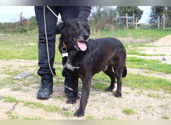 Typisch LABBI ♦️PANTERA♦️ in der Cantinho da Milu ⏳ 2/25