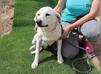 Zuhause gesucht für die lieben Hündinnen: BLANCHE ❤️ NIKA - Cantinho da Milu