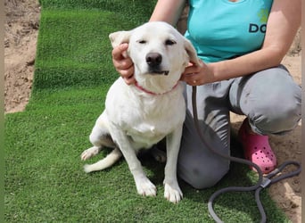Zuhause gesucht für die lieben Hündinnen: BLANCHE ❤️ NIKA - Cantinho da Milu