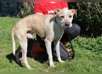 Zuhause gesucht für die lieben Rüden *MILES + COLIN* - Cantinho da Milu