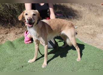 Zuhause gesucht für die lieben Rüden *MILES + COLIN* - Cantinho da Milu