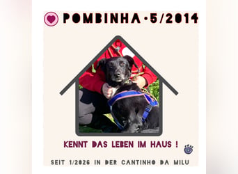 ♦️Seniorin Pombinha♦️ hat ihr Zuhause verloren…