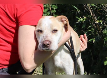 Zuhause gesucht für die lieben Rüden *MILES + COLIN* - Cantinho da Milu