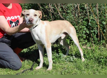 Zuhause gesucht für die lieben Rüden *MILES + COLIN* - Cantinho da Milu