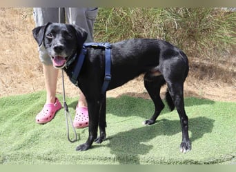 Zuhause gesucht für ▪️Pantera ▪️ Bobo ▪️- Cantinho da Milu