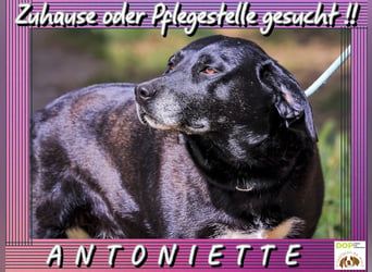 ♦️ Für Antoniette wird ein Zuhause oder eine Pflegestelle gesucht ♦️