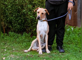 ♦️Labbi ERIK♦️ Zuhause oder Pflegestelle gesucht !