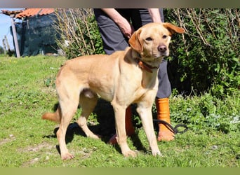 Ein wunderschöner Labrador ♦️ JUNGHUND KAMILO ♦️