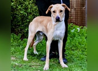 ♦️Labbi ERIK♦️ Zuhause oder Pflegestelle gesucht !