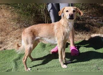 Zuhause gesucht für die lieben Rüden *MILES + COLIN* - Cantinho da Milu