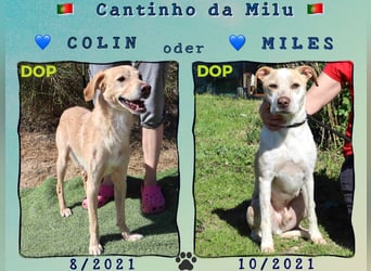 Zuhause gesucht für die lieben Rüden *MILES + COLIN* - Cantinho da Milu