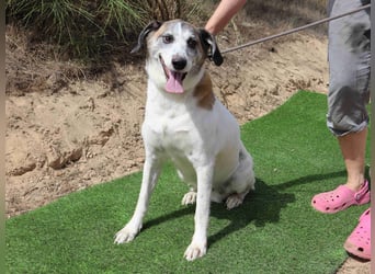 Zuhause gesucht für die lieben Hündinnen: BLANCHE ❤️ NIKA - Cantinho da Milu