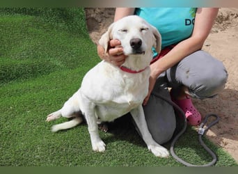 Zuhause gesucht für die lieben Hündinnen: BLANCHE ❤️ NIKA - Cantinho da Milu
