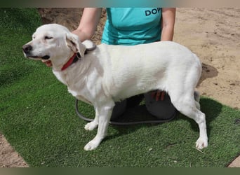 Zuhause gesucht für die lieben Hündinnen: BLANCHE ❤️ NIKA - Cantinho da Milu