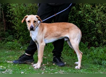 ♦️Labbi ERIK♦️ Zuhause oder Pflegestelle gesucht !