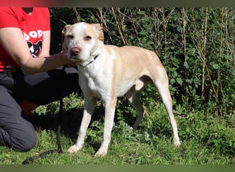 Zuhause gesucht für die lieben Rüden *MILES + COLIN* - Cantinho da Milu
