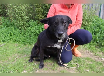 Typisch LABBI ♦️PANTERA♦️ in der Cantinho da Milu ⏳ 2/25