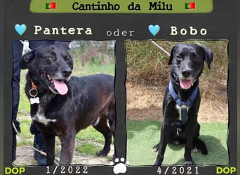 Zuhause gesucht für ▪️Pantera ▪️ Bobo ▪️- Cantinho da Milu