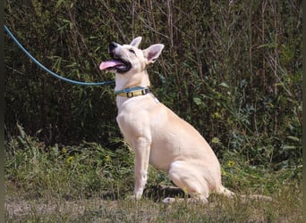 Junghunde: Elliot • Bono • Nisse • Moisés⚡️4 von ~650 Hunden in der Cantinho da Milu⚡️