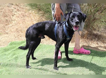 Zuhause gesucht für ▪️Pantera ▪️ Bobo ▪️- Cantinho da Milu