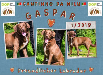 | GASPAR | wartet in der Cantinho da Milu ⏳ auf sein Glück
