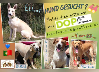 Junghunde: Elliot • Bono • Nisse • Moisés⚡️4 von ~650 Hunden in der Cantinho da Milu⚡️