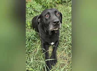 Nanny - liebe Hundeseniorin