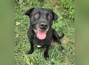 Nanny - liebe Hundeseniorin